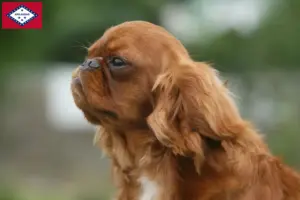 Read more about the article King Charles Spaniel breeders and puppies in Arkansas