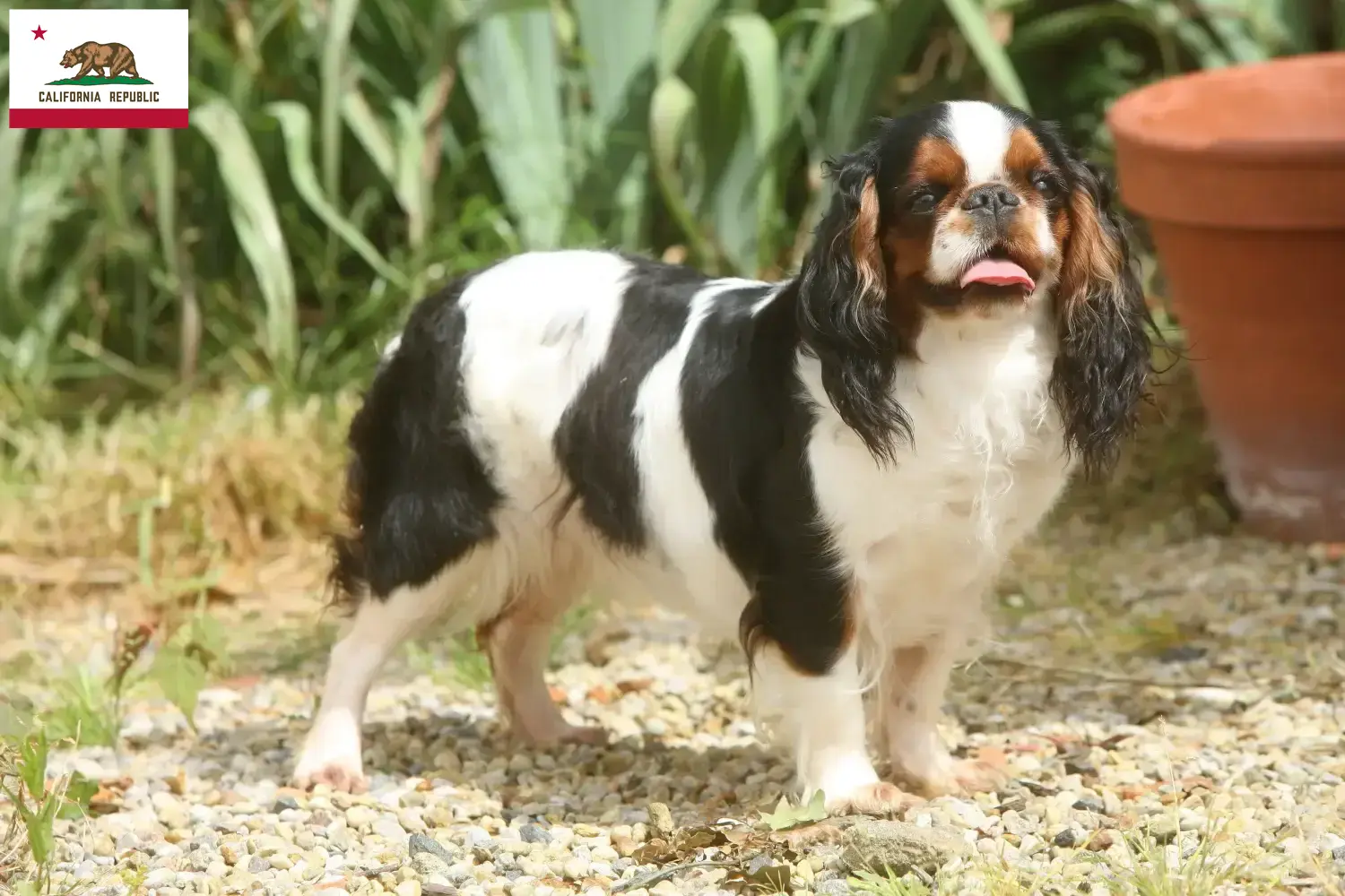 King Charles Spaniel puppies and breeder California Find King Charles Spaniels breeders in California.