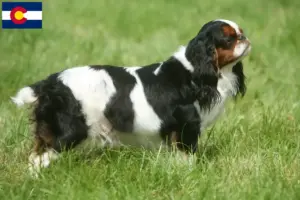 Read more about the article King Charles Spaniel breeders and puppies in Colorado