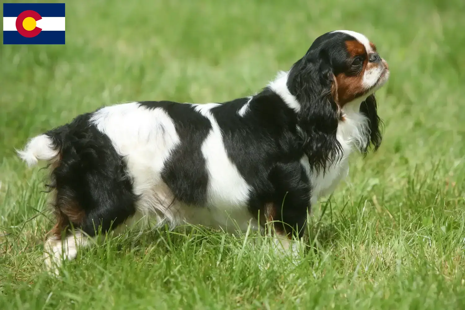 King Charles Spaniel puppies and breeders Colorado Find King Charles Spaniels breeders in Colorado.