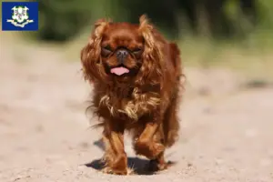 Read more about the article King Charles Spaniel breeders and puppies in Connecticut