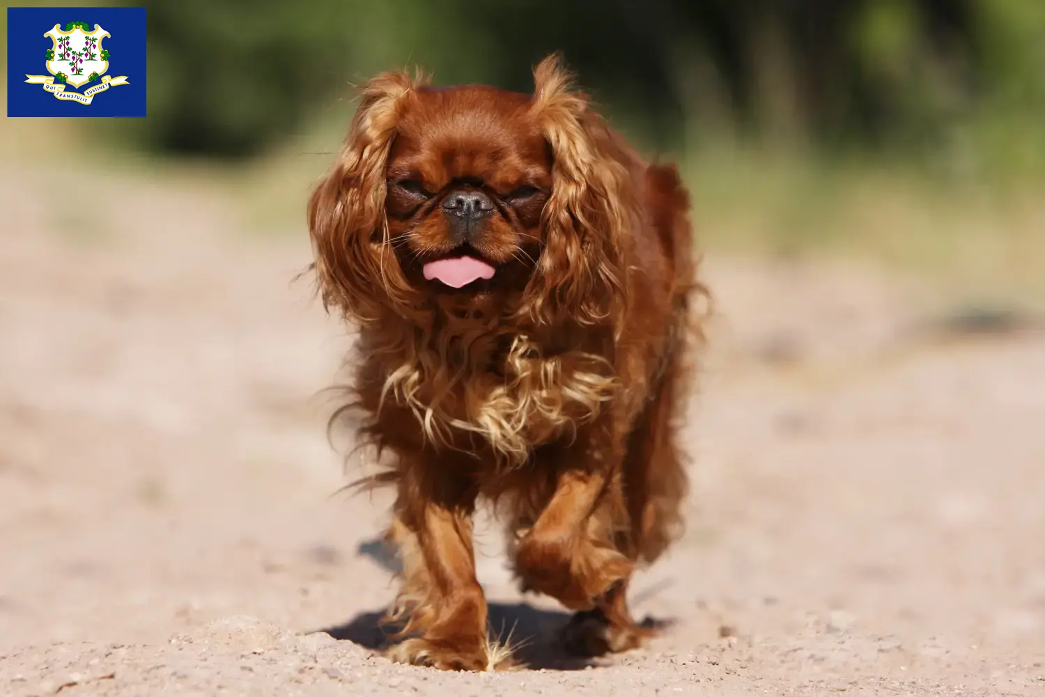 King Charles Spaniel puppies and breeders Connecticut Find King Charles Spaniels breeders in Connecticut.