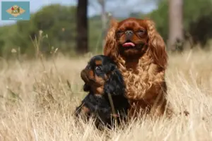 Read more about the article King Charles Spaniel breeders and puppies in Delaware