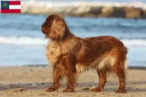 Read more about the article King Charles Spaniel breeders and puppies in Georgia