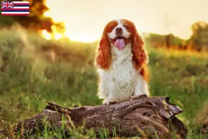 Read more about the article King Charles Spaniel breeders and puppies in Hawaii