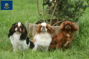 Read more about the article King Charles Spaniel breeders and puppies in Idaho