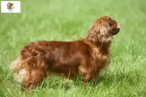 Read more about the article King Charles Spaniel breeders and puppies in Illinois