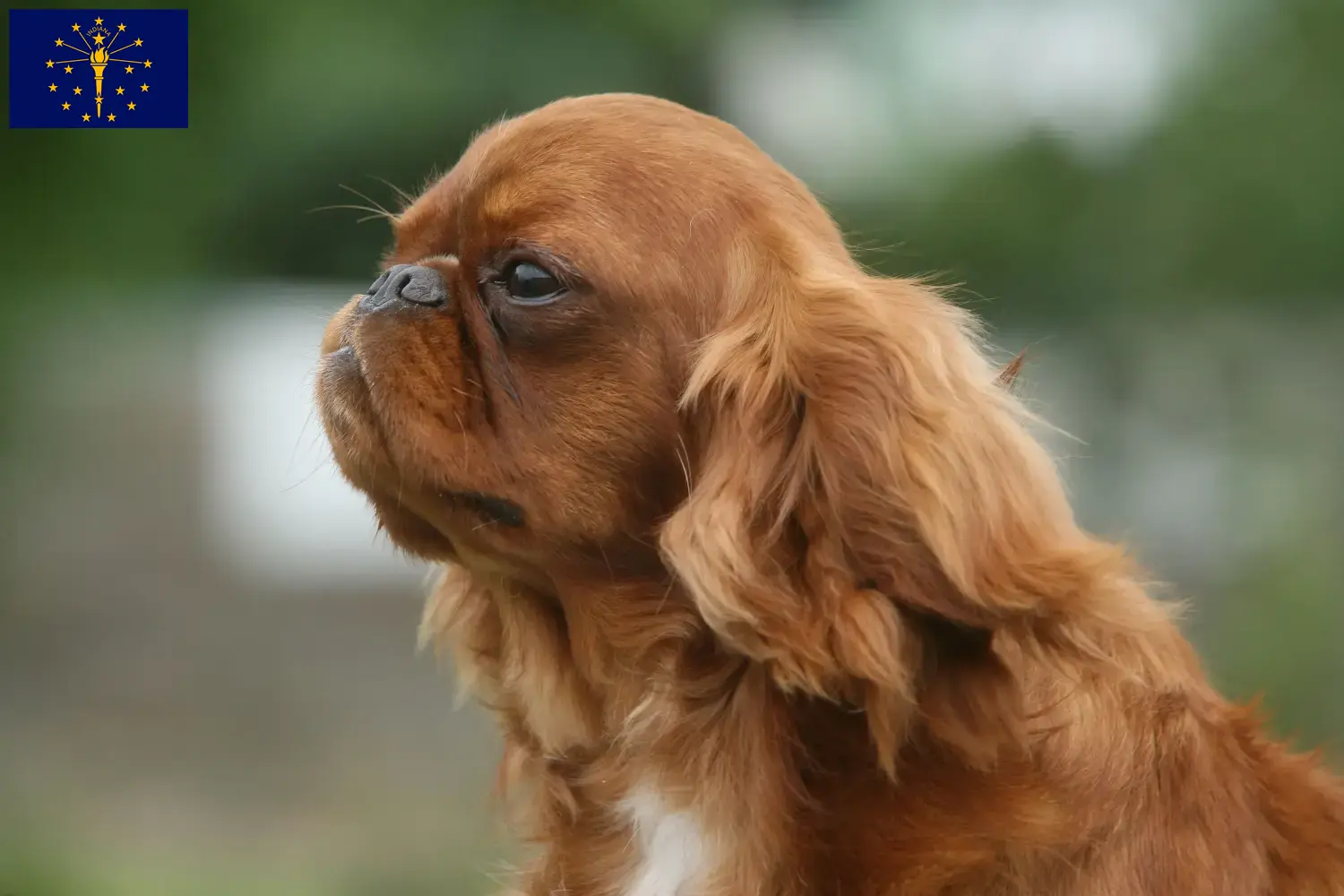 King Charles Spaniel puppies and breeders Indiana Find King Charles Spaniels breeders in Indiana.