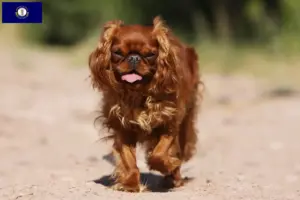 Read more about the article King Charles Spaniel breeders and puppies in Kentucky