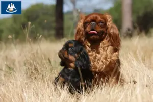 Read more about the article King Charles Spaniel breeders and puppies in Louisiana