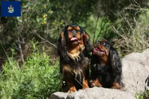 Read more about the article King Charles Spaniel breeders and puppies in Maine