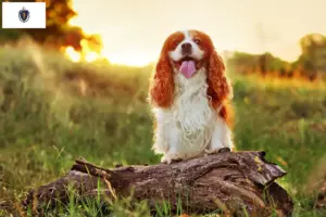 Read more about the article King Charles Spaniel breeders and puppies in Massachusetts