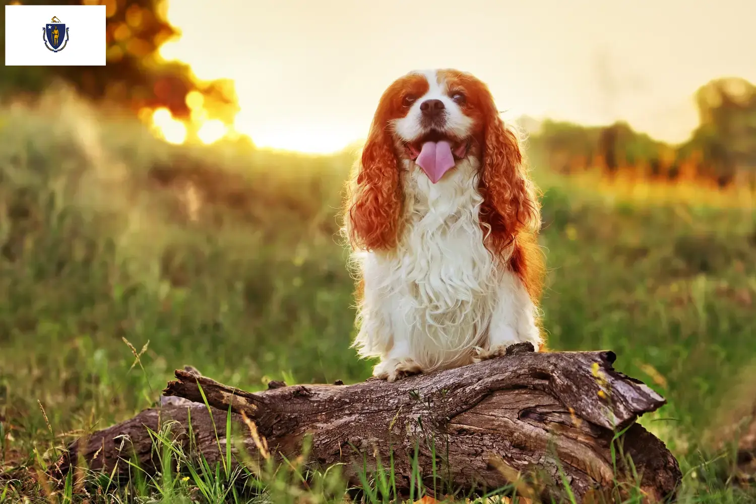 King Charles Spaniel puppies and breeders Massachusetts Find King Charles Spaniels breeders in Massachusetts.