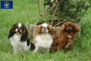 Read more about the article King Charles Spaniel breeders and puppies in Michigan