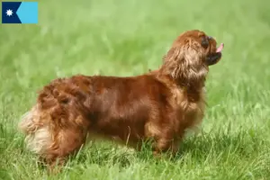 Read more about the article King Charles Spaniel breeders and puppies in Minnesota