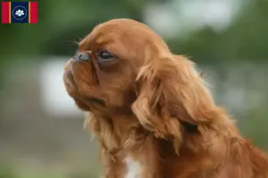 Read more about the article King Charles Spaniel breeders and puppies in Mississippi
