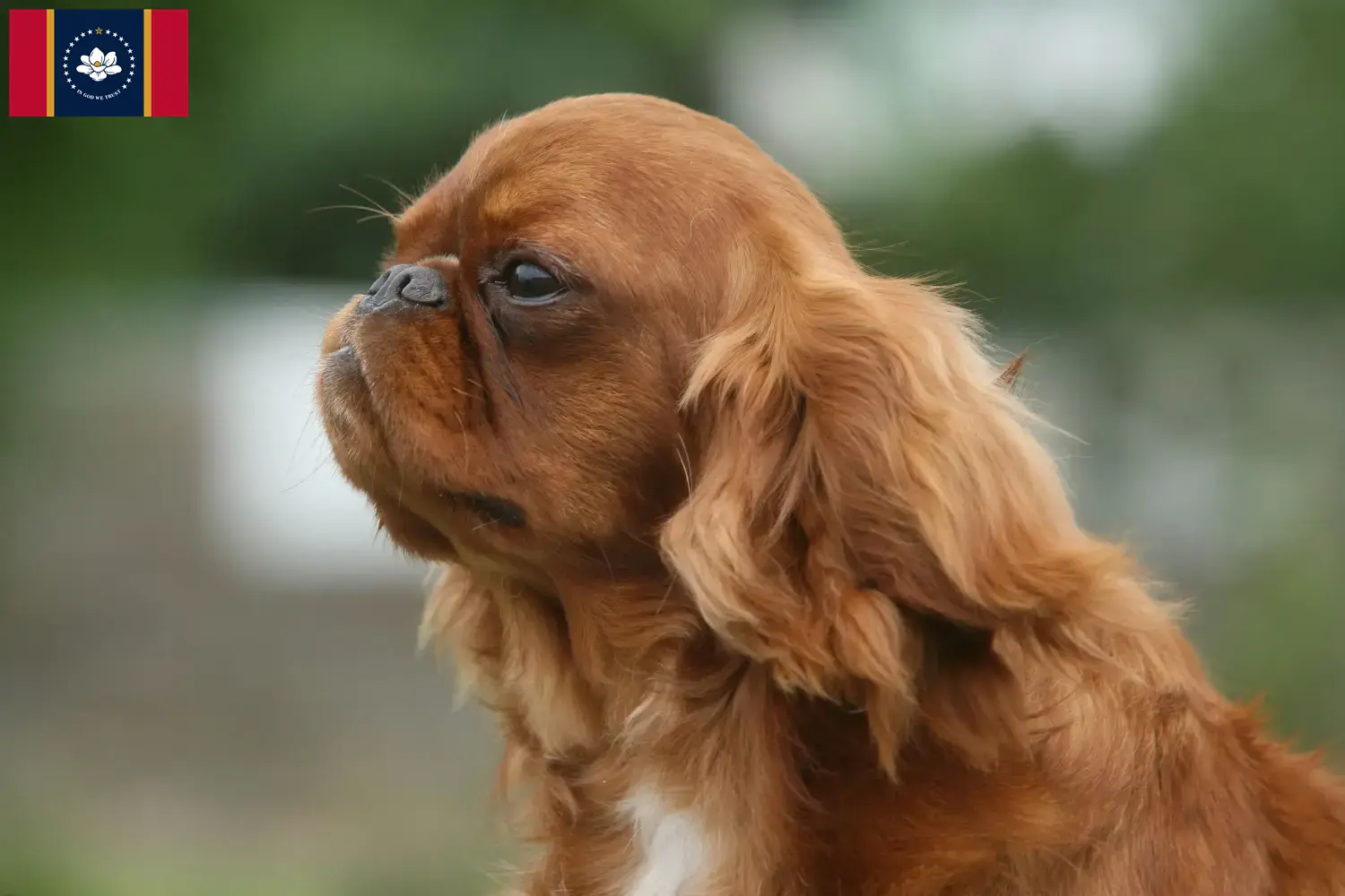 King Charles Spaniel puppies and breeders Mississippi Find King Charles Spaniels breeders in Mississippi.