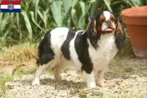 Read more about the article King Charles Spaniel breeders and puppies in Missouri