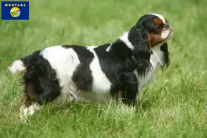 Read more about the article King Charles Spaniel breeders and puppies in Montana