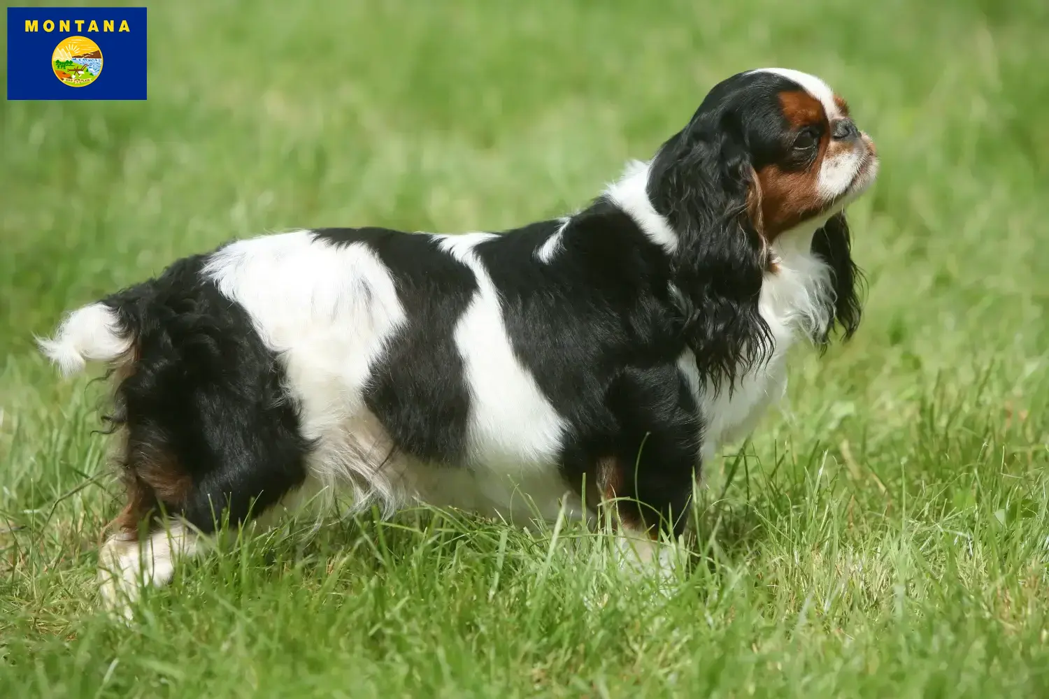 King Charles Spaniel puppies and breeder Montana Find King Charles Spaniels breeders in Montana.