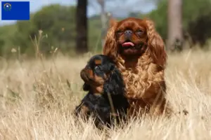 Read more about the article King Charles Spaniel breeders and puppies in Nevada