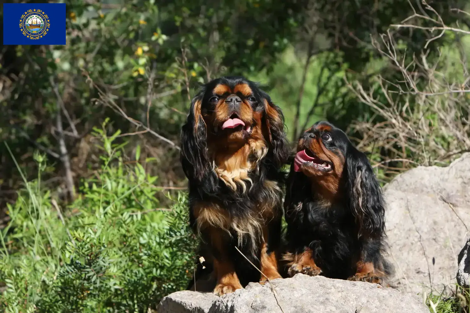 King Charles Spaniel puppies and breeders New Hampshire Find King Charles Spaniels breeders in New Hampshire.