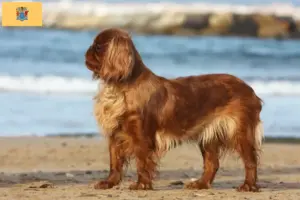 Read more about the article King Charles Spaniel breeders and puppies in New Jersey