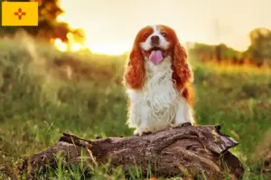 Read more about the article King Charles Spaniel breeders and puppies in New Mexico