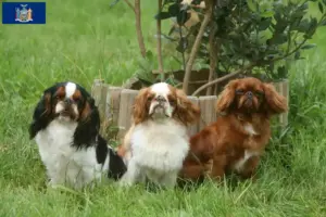 Read more about the article King Charles Spaniel breeders and puppies in New York