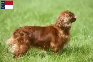 Read more about the article King Charles Spaniel breeders and puppies in North Carolina