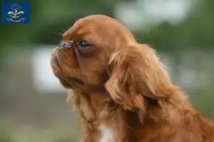 Read more about the article King Charles Spaniel breeders and puppies in North Dakota