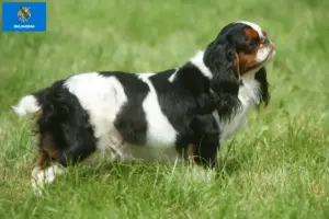 Read more about the article King Charles Spaniel breeders and puppies in Oklahoma