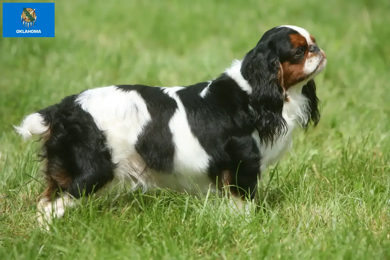 King Charles Spaniel puppies and breeders Oklahoma Find King Charles Spaniels breeders in Oklahoma.