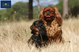 Read more about the article King Charles Spaniel breeders and puppies in Pennsylvania