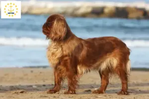 Read more about the article King Charles Spaniel breeders and puppies in Rhode Island