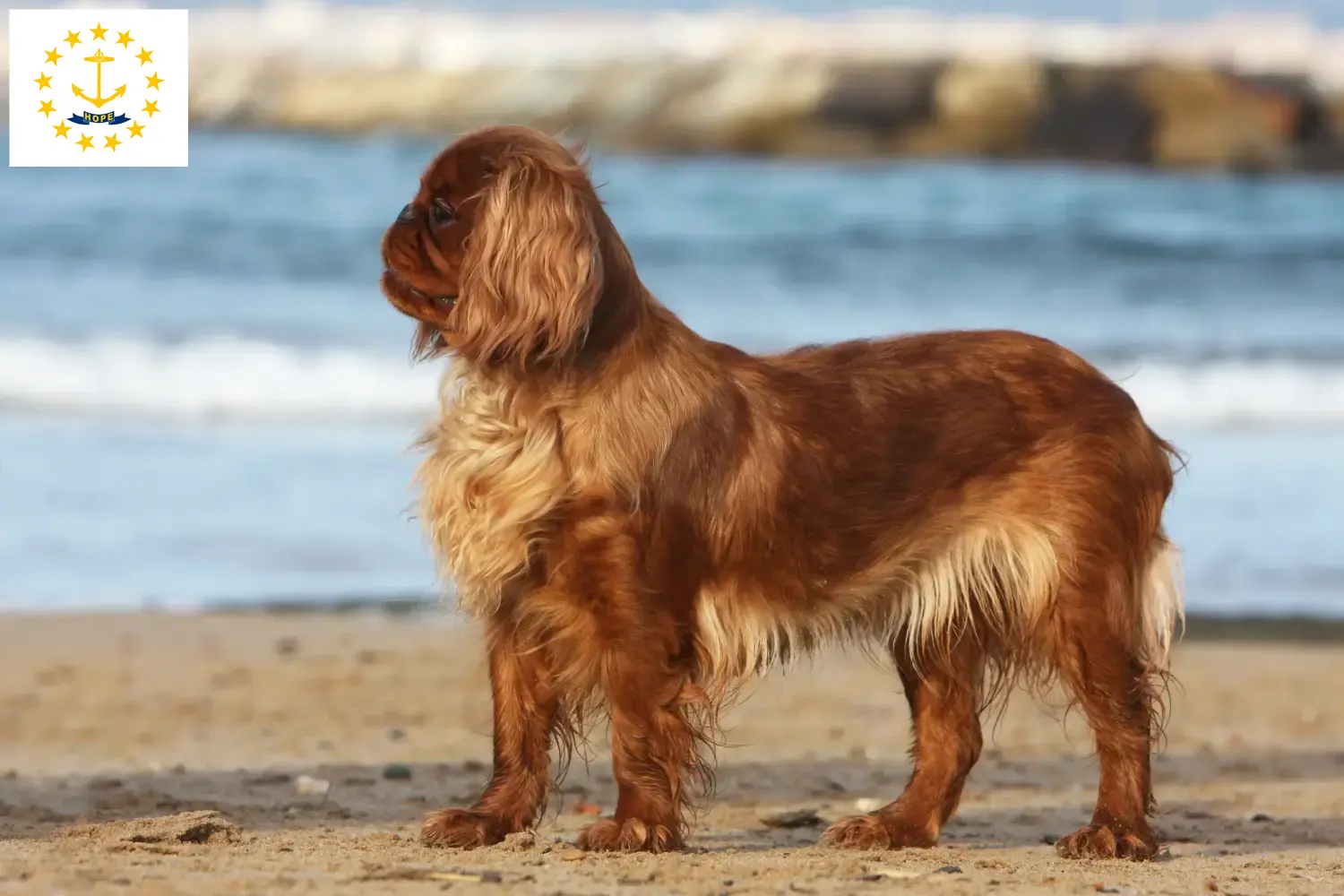 King Charles Spaniel puppies and breeders Rhode Island Find King Charles Spaniels breeders in Rhode Island.