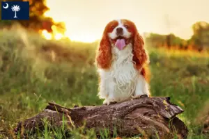 Read more about the article King Charles Spaniel breeders and puppies in South Carolina
