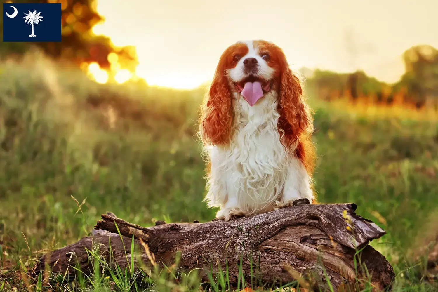 King Charles Spaniel puppies and breeders South Carolina Find King Charles Spaniels breeders in South Carolina.