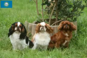 Read more about the article King Charles Spaniel breeders and puppies in South Dakota
