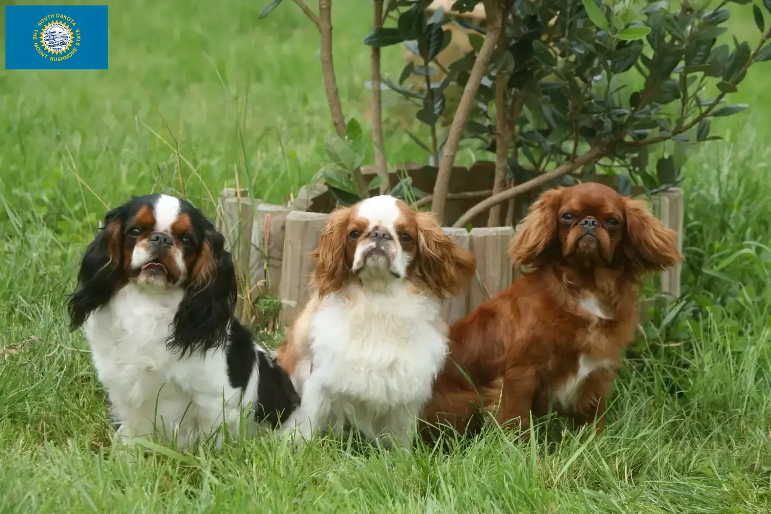 King Charles Spaniel puppies and breeders South Dakota Find King Charles Spaniels breeders in South Dakota.