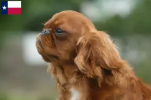 Read more about the article King Charles Spaniel breeders and puppies in Texas