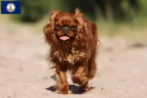Read more about the article King Charles Spaniel breeders and puppies in Virginia