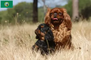 Read more about the article King Charles Spaniel breeders and puppies in Washington