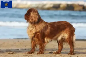 Read more about the article King Charles Spaniel breeders and puppies in Wisconsin