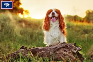 Read more about the article King Charles Spaniel breeders and puppies in Wyoming