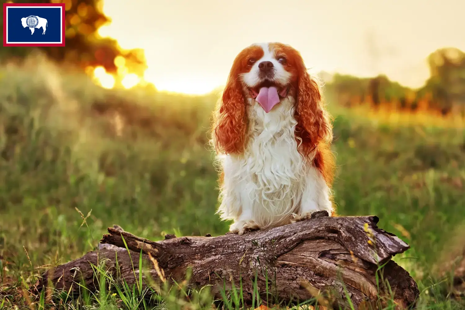 King Charles Spaniel puppies and breeders Wyoming Find King Charles Spaniels breeders in Wyoming.