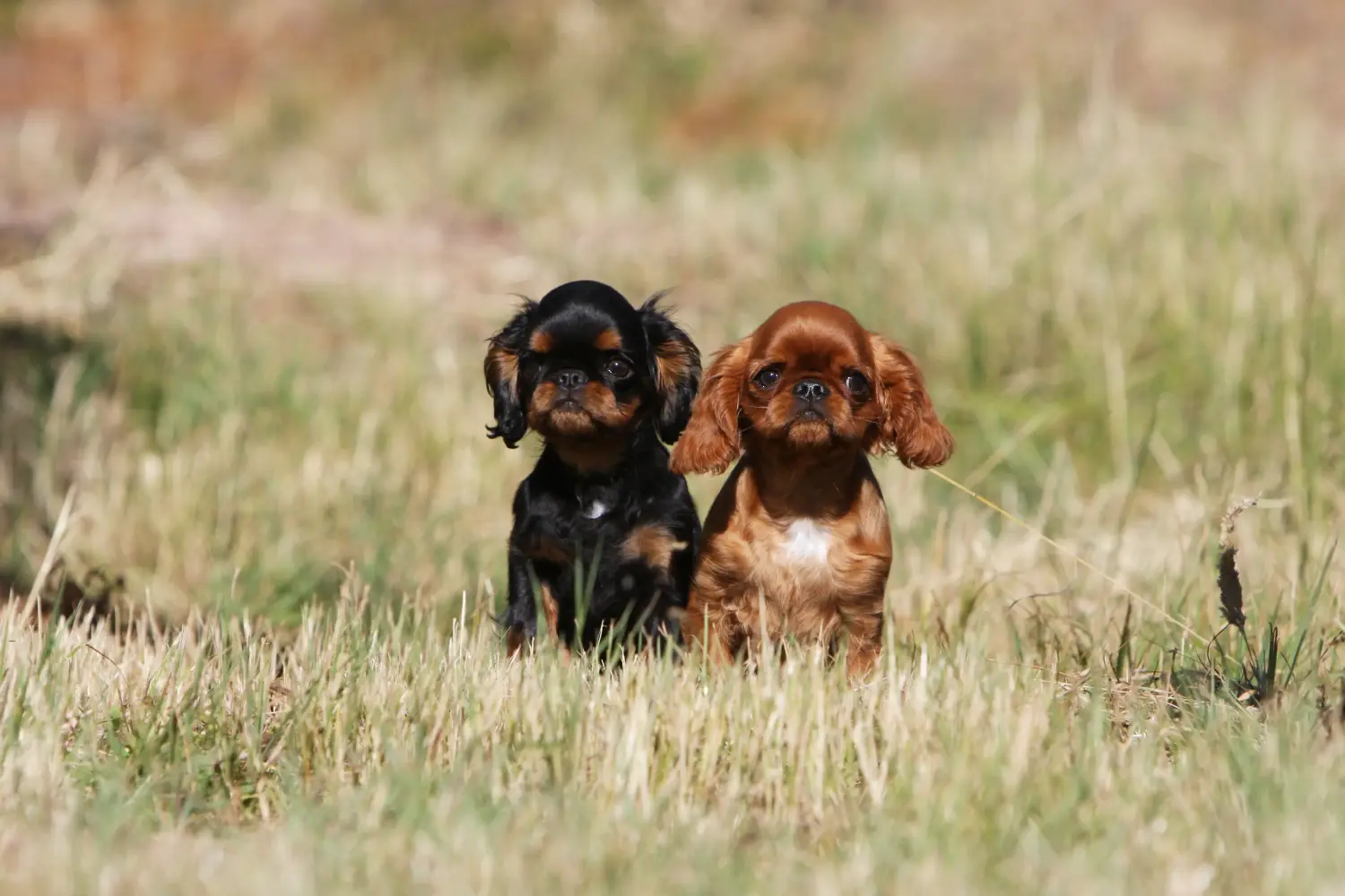 Buying a King Charles Spaniel puppy means taking responsibility! Buy King Charles Spaniel puppies.