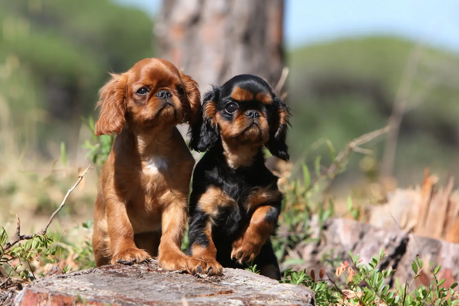 Buying a King Charles Spaniel puppy means taking responsibility! Buy King Charles Spaniel puppies.