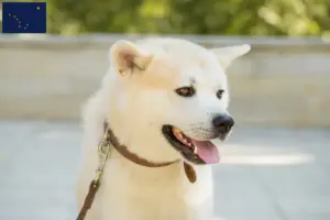 Read more about the article Kishu breeders and puppies in Alaska