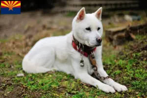 Read more about the article Kishu breeders and puppies in Arizona